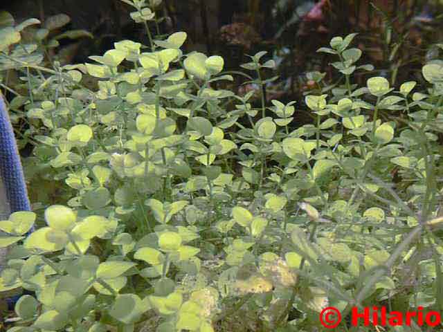 Micranthenum umbrosum