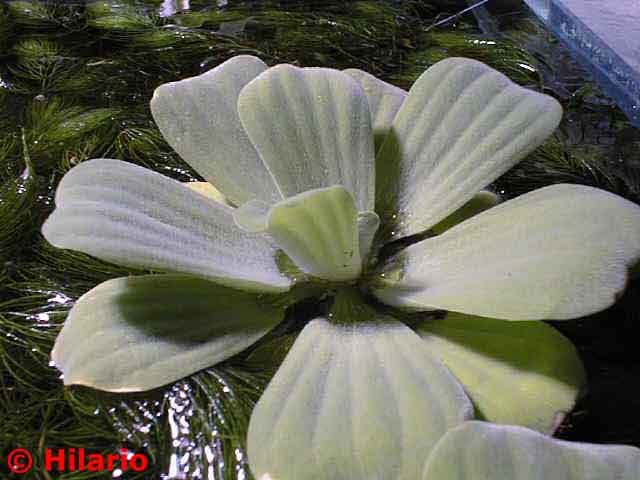 Pistia stratiotes