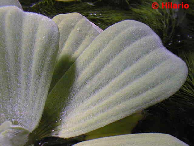 Pistia stratiotes