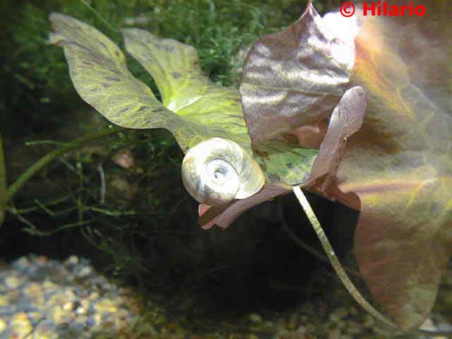 Planorbe