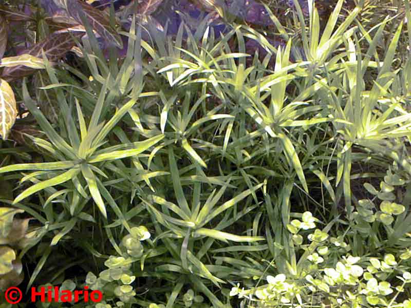 Heteranthera zosterifolia