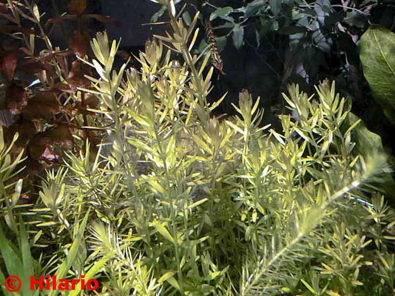 Rotala