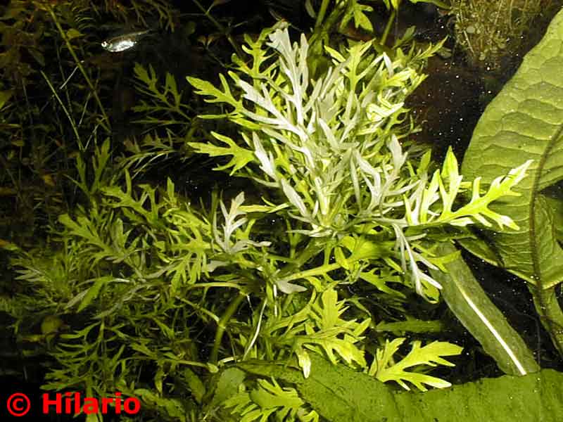 Hygrophila difformis "Synnema"