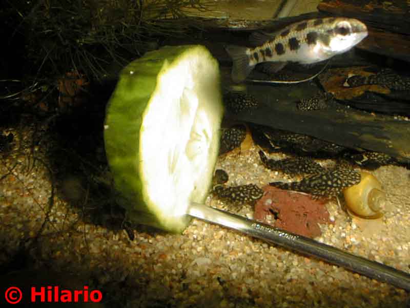 Alevins d'ancistrus au repas