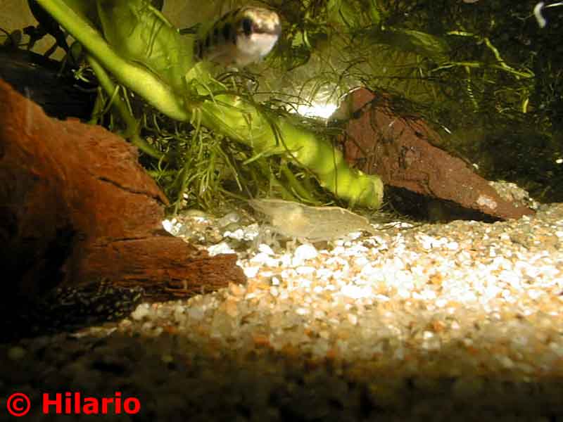 Crevette