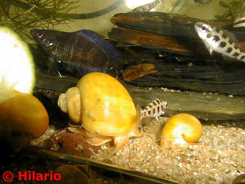 27_03aquarium22.jpg