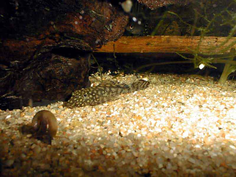 alevin ancistrus