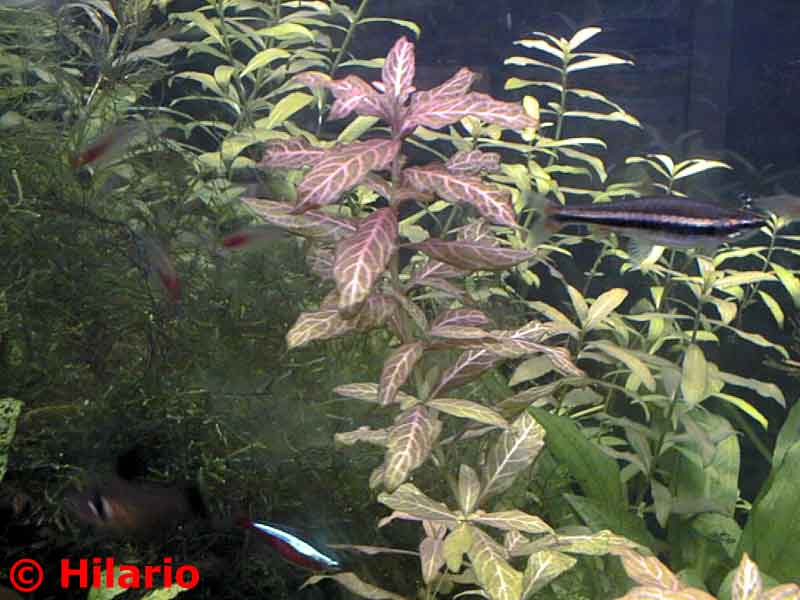Hygrophila polysperma rasanervig