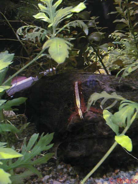 Atyopsis moluccensis