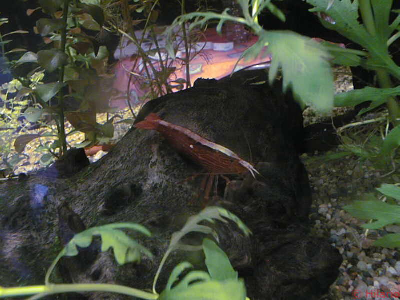 Atyopsis moluccensis