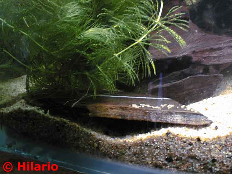 ceratophyllum demersum