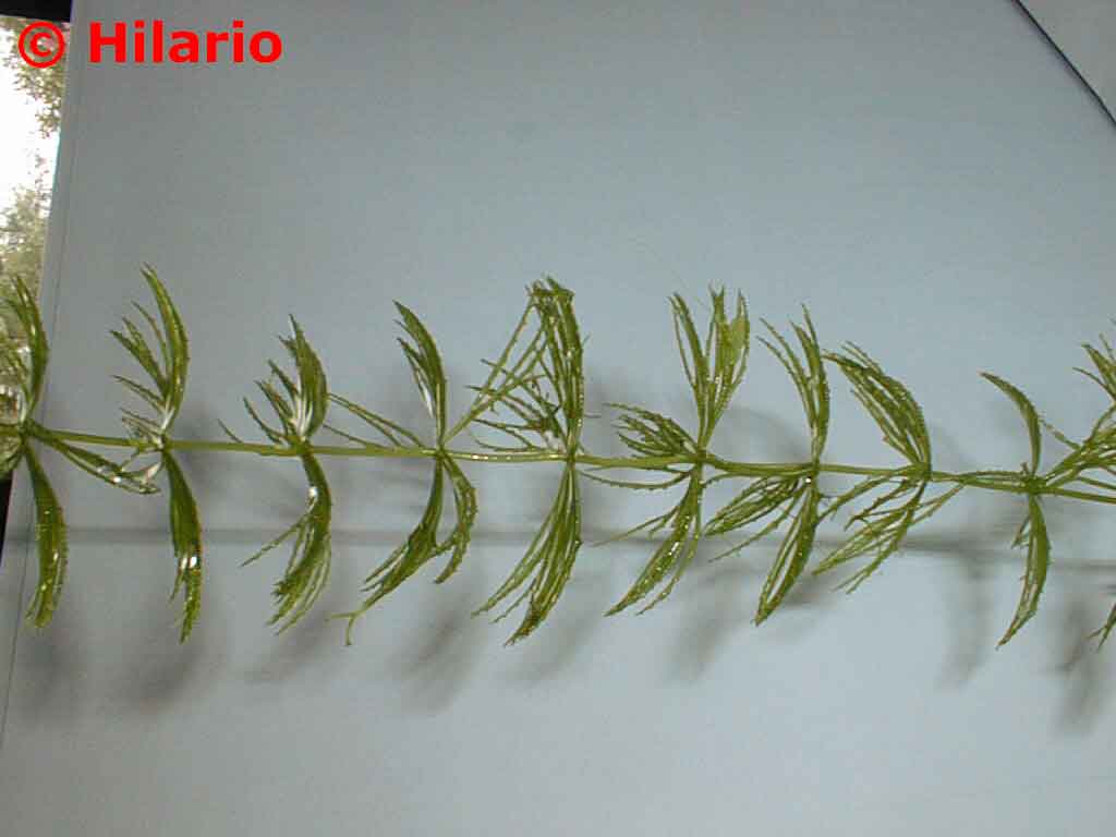 ceratophyllum demersum