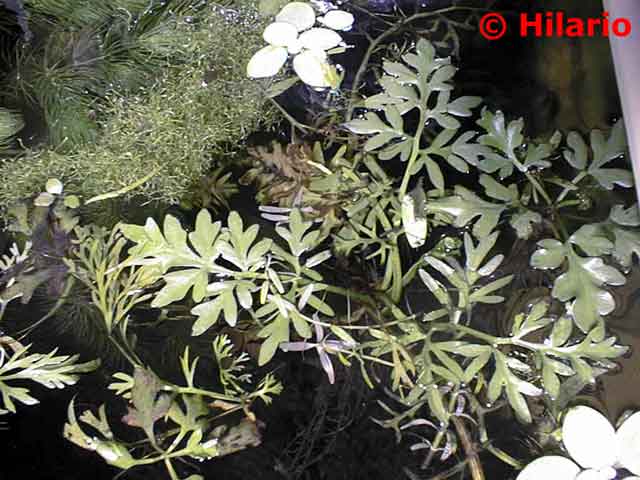 Ceratopteris cornuta