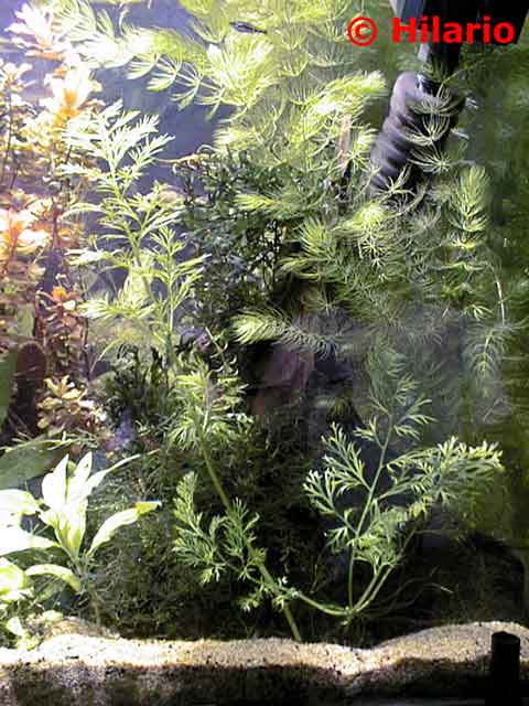 Ceratopteris thalictroides