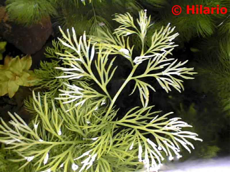 Ceratopteris thalictroides