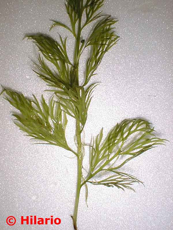 Ceratopteris thalictroides