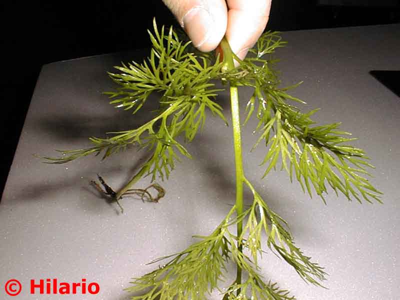 Ceratopteris thalictroides