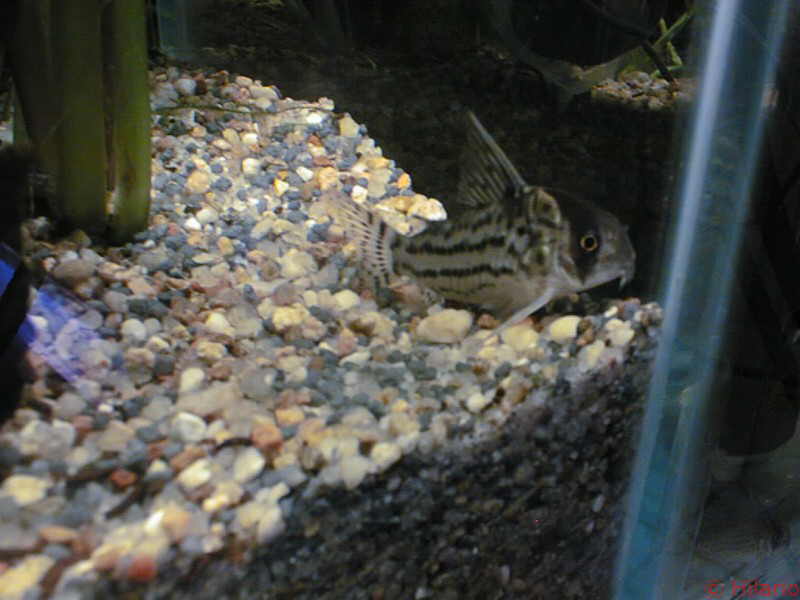 corydoras38.jpg
