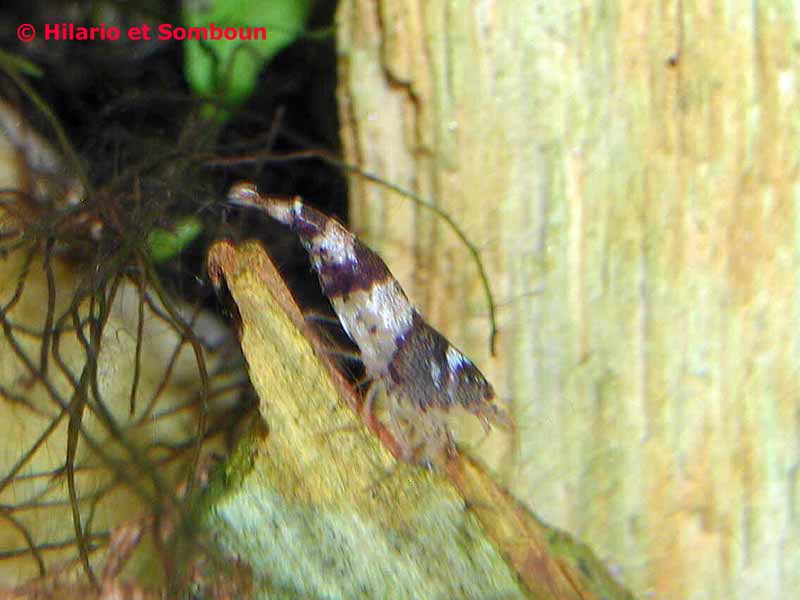 crevette_abeille_1.jpg