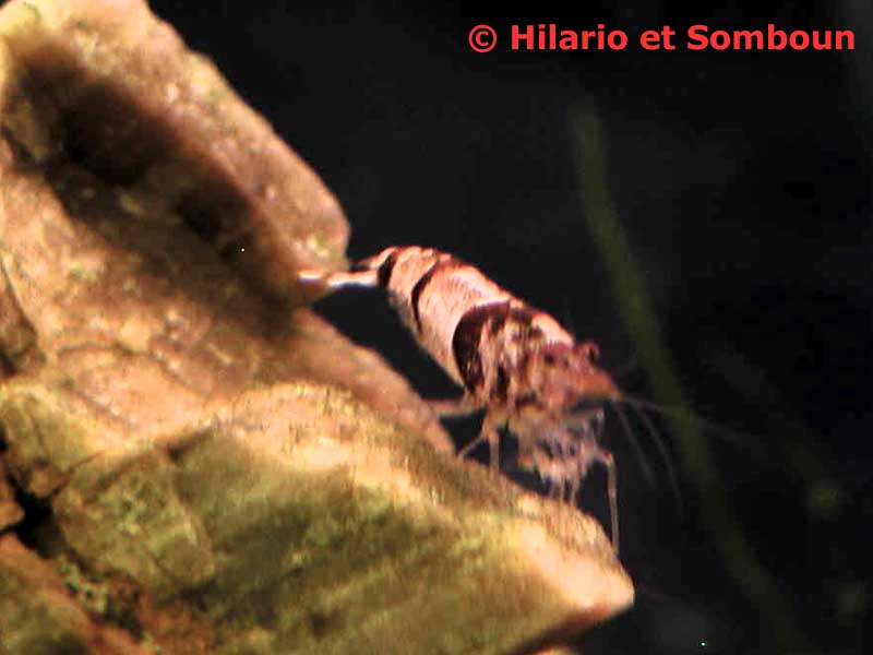 crevette_abeille_4.jpg