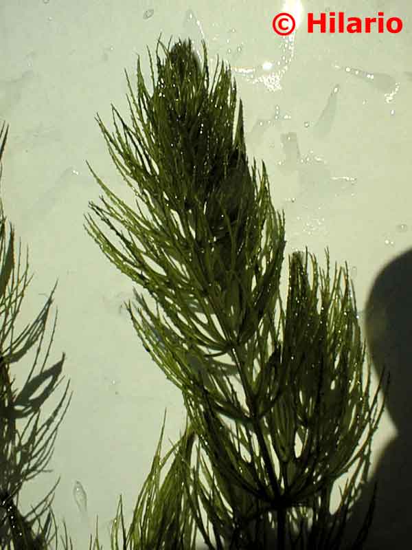 ceratophyllum demersum