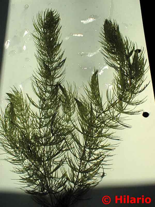 ceratophyllum demersum