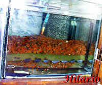 La filtration biologique
