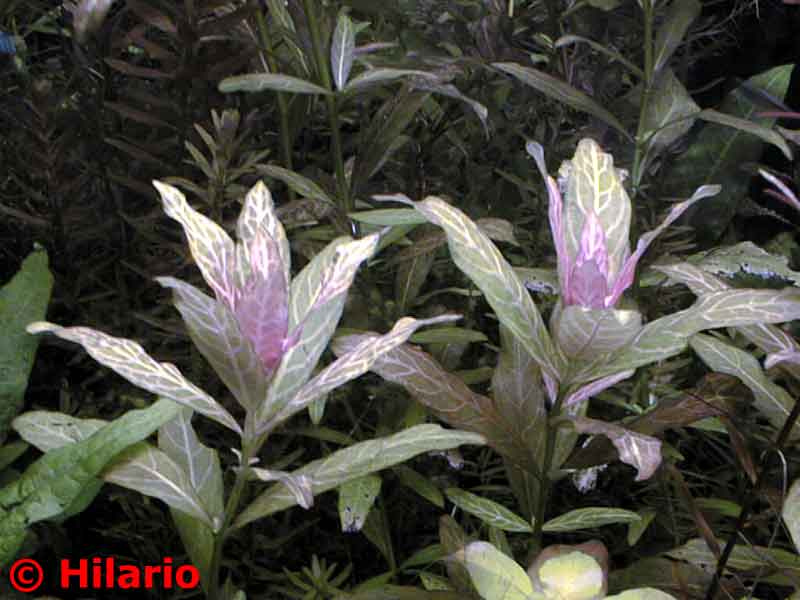 Hygrophila polysperma rasanervig