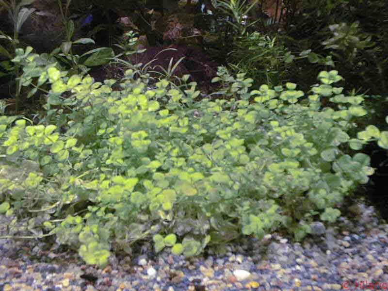 Micranthenum umbrosum