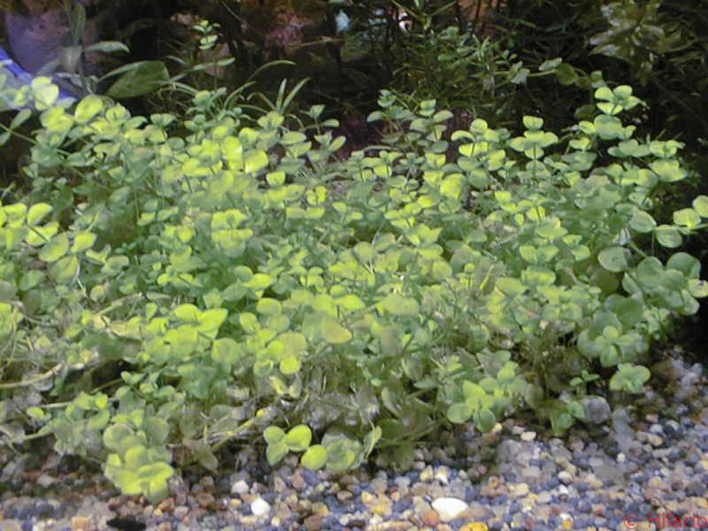 Micranthenum umbrosum