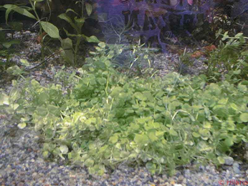 Micranthenum umbrosum