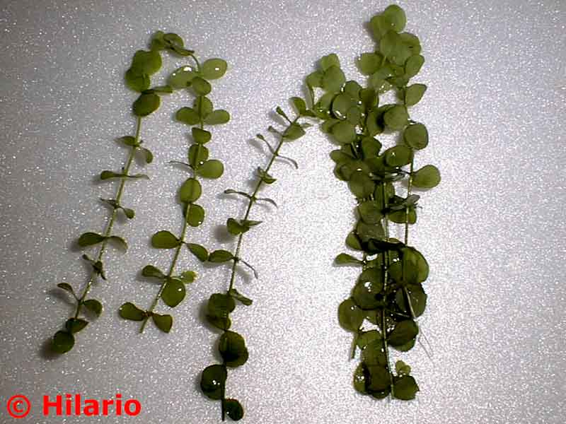 Micranthenum umbrosum