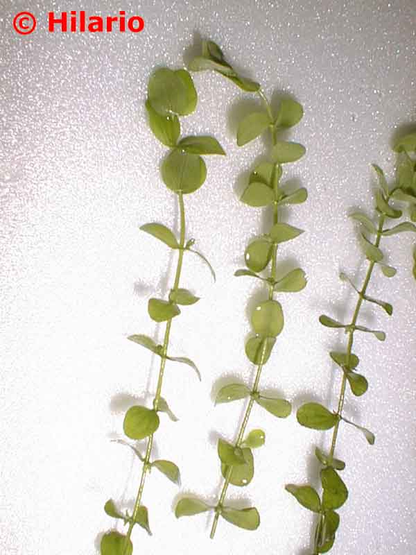 Micranthenum umbrosum