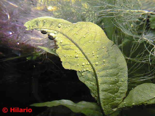 Microsorum pteropus
