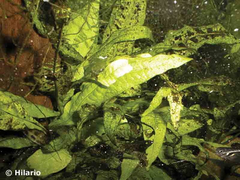Microsorum pteropus