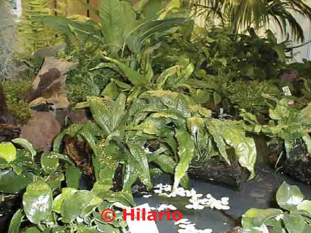Microsorum pteropus