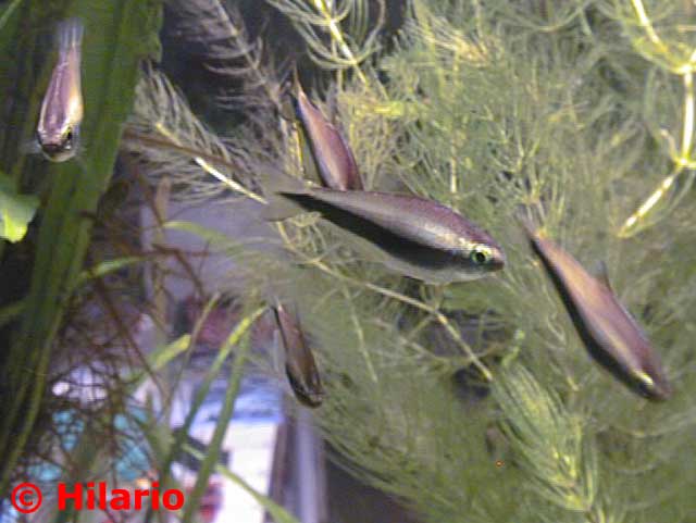Nematobrycon palmeri