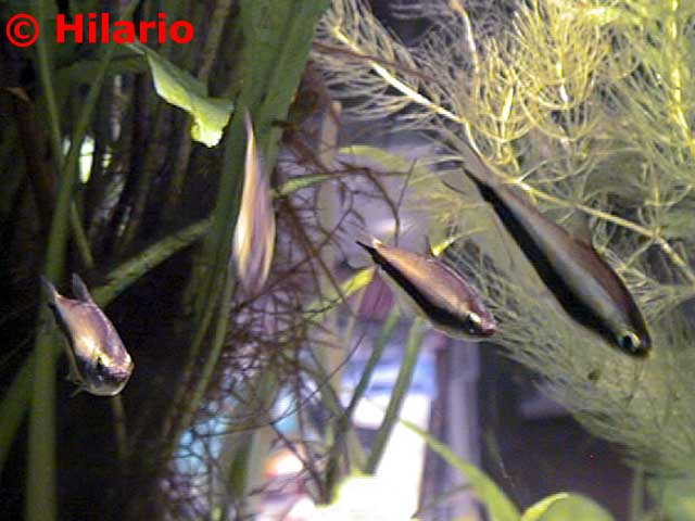 Nematobrycon palmeri