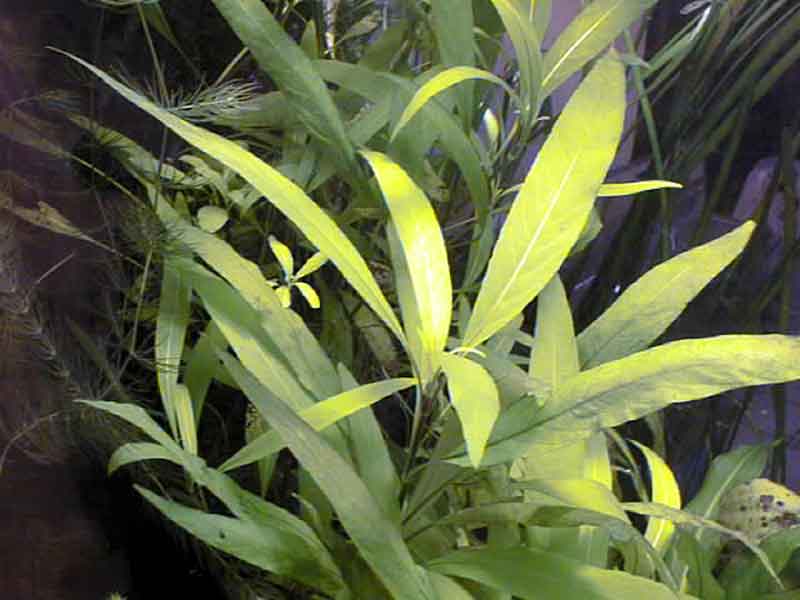 Hygrophila stricta