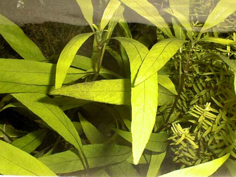 Hygrophila stricta