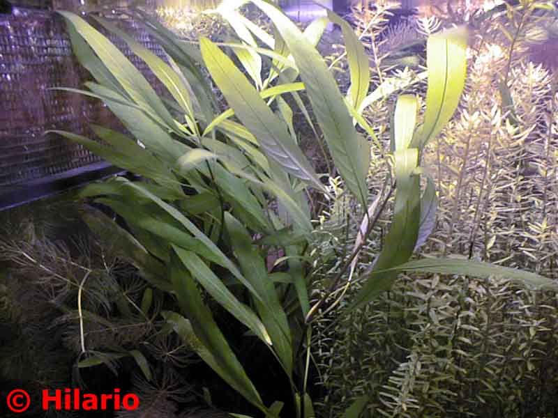 Hygrophila stricta