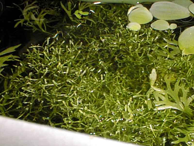 riccia_fluitans_3.jpg