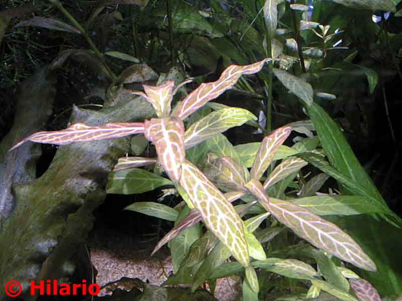 Hygrophila polysperma "rosanervig"