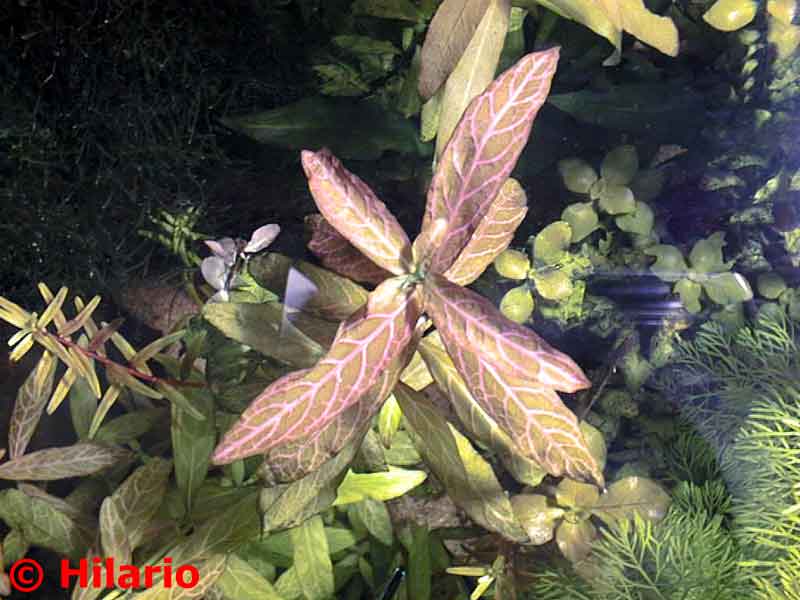 Hygrophila polysperma "rosanervig"