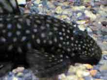 Ancistrus femelle
