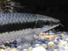 Crossocheilus siamensis