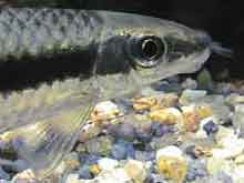 Crossocheilus siamensis