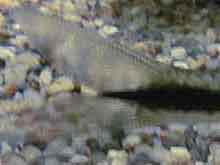 Crossocheilus siamensis