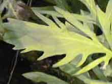 Hygrophila difformis