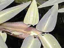 Hygroryza aristata